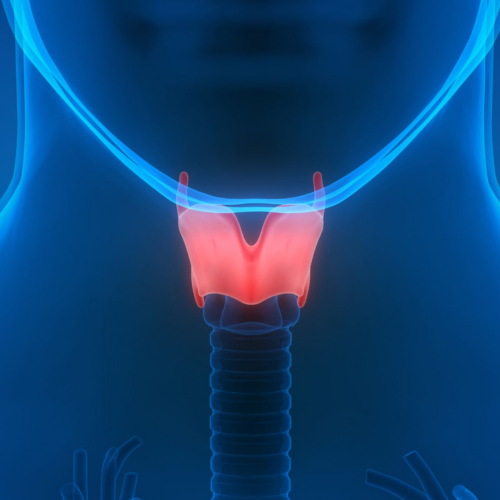 Medical illustration of the thyroid gland with a highlighted section, set against a blue background, focusing on the neck area with the spine and surrounding structures visible.