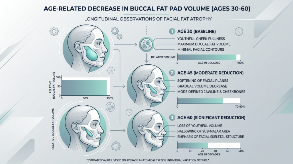 A professional medical infographic titled 'AGE-RELATED DECREASE IN BUCCAL FAT PAD VOLUME (AGES 30-60)' set against a clean, clinical light-grey background. The visualization uses 2D vector illustrations of a female profile to demonstrate facial fat atrophy. The composition is organized into three distinct chronological stages: 'Age 30 (Baseline)' showcasing youthful cheek fullness and maximum volume; 'Age 45 (Moderate Reduction)' illustrating the softening of facial planes and increased jawline definition; and 'Age 60 (Significant Reduction)' highlighting sub-malar hollowing and enhanced skeletal structure. Each stage is supported by a color-coded relative volume bar chart in teal and slate blue, with subtle gear and clock icons indicating the passage of time. The overall aesthetic is highly polished, technical, and educational, utilizing a soft, monochromatic palette to emphasize anatomical changes with clarity and precision.