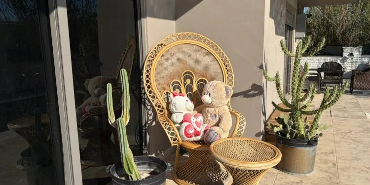 Dos ositos de peluche sentados juntos en una silla decorativa de mimbre con forma de pavo real en un patio, con un cactus en una maceta de metal a su lado.